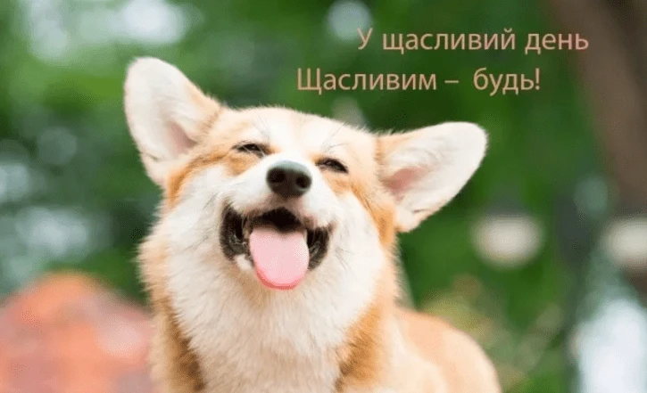 Щасливий коргі на фоні зелених листя з привітанням.