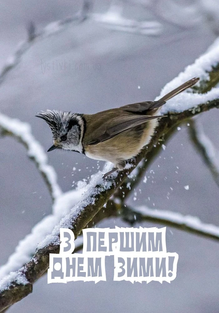 Пташка на сніжній гілці з привітанням перший день зими