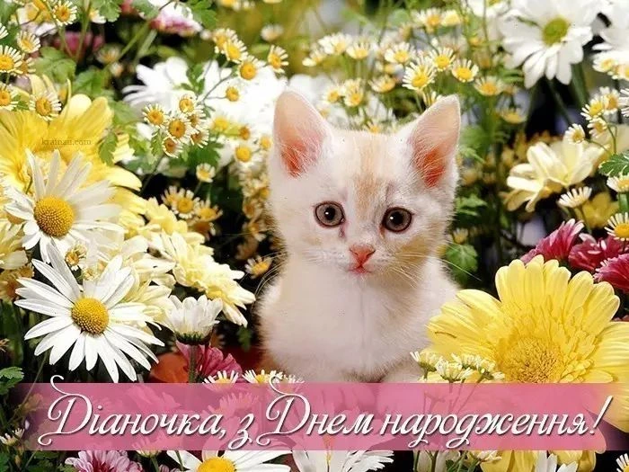 Кіт у квітах з привітанням на день народження Діані
