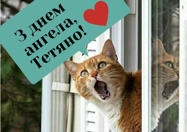 Кіт дивиться в вікно з привітанням Тетяні.