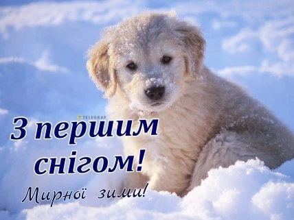 Собака в снігу з привітанням перший сніг